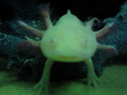 did you say worm