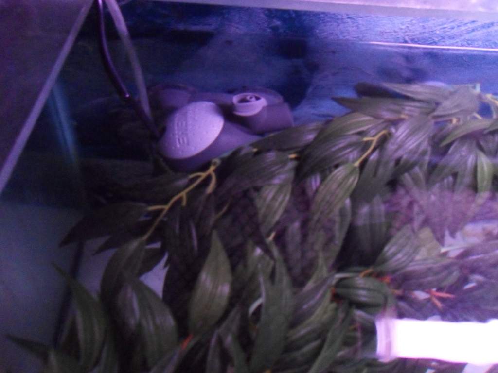 Diffusing filter flow, the plant in front of the filter outlet is a small 30cm one the rest are large 2ft ones