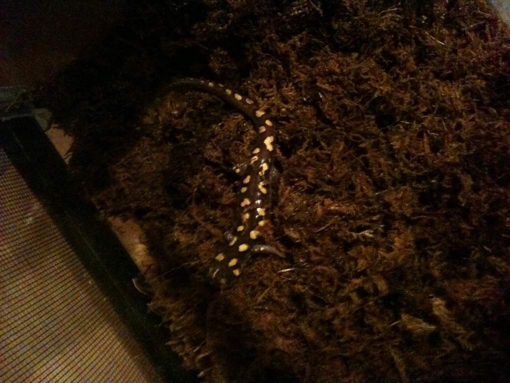 Digging around in his terrarium