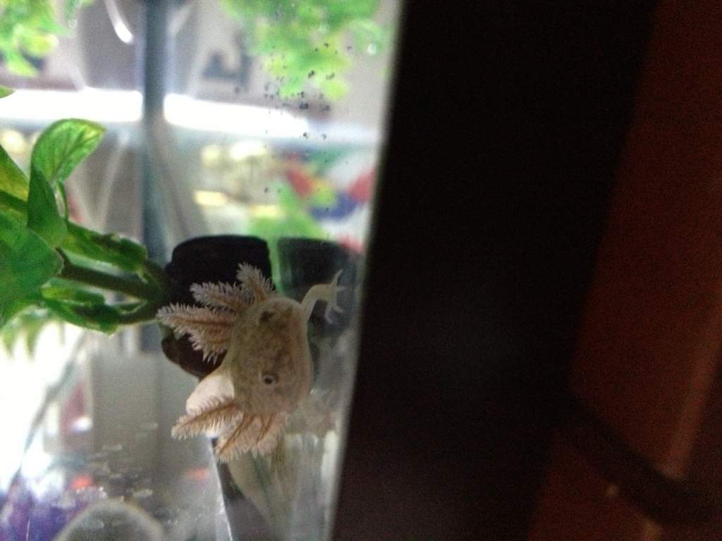 Dimitri has an extra gill