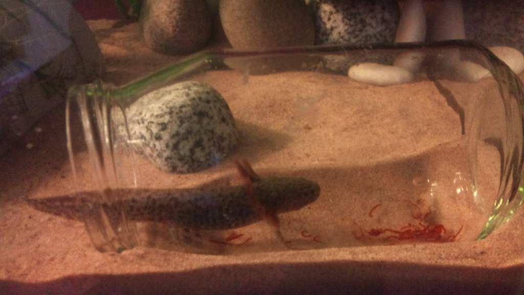 Dinner time!