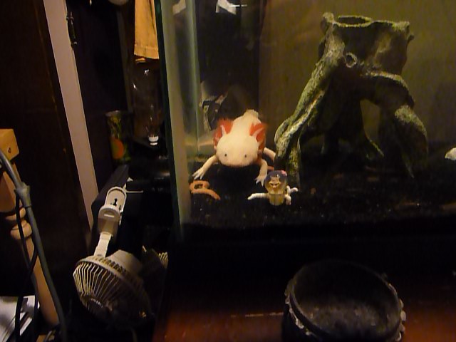 dinner time