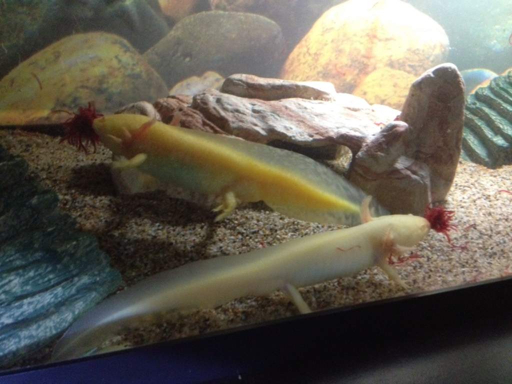 dinner time
