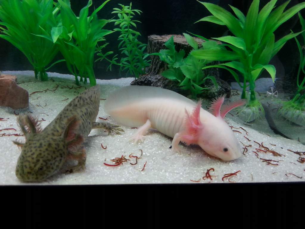 Dinner times!