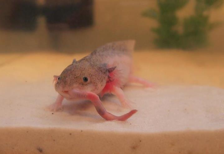 Dinner