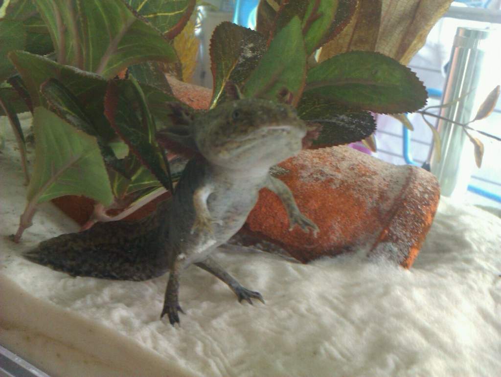 Dinosaur impression