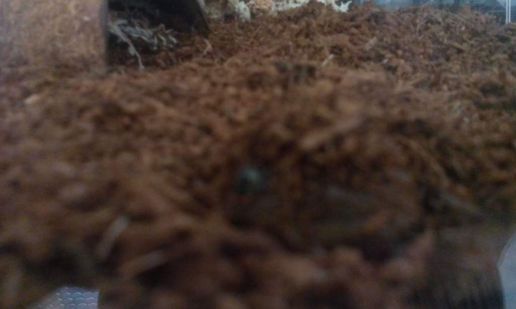Dirt toupee