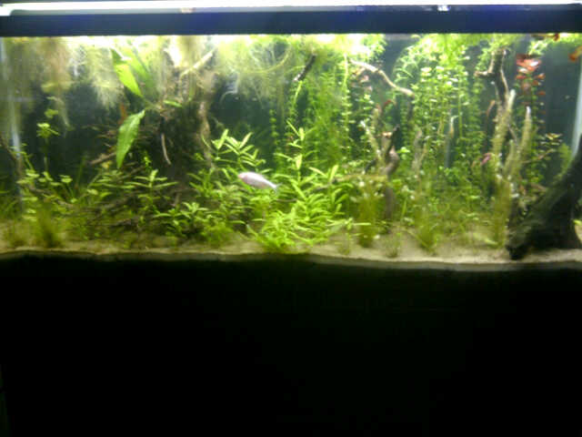 Dirted 55 Gal