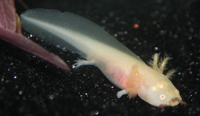 Diving headfirst into a stray worm -- graceful.