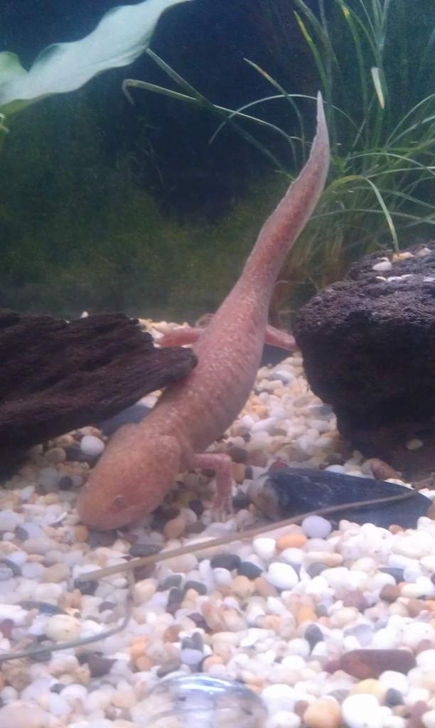 Diving madusa