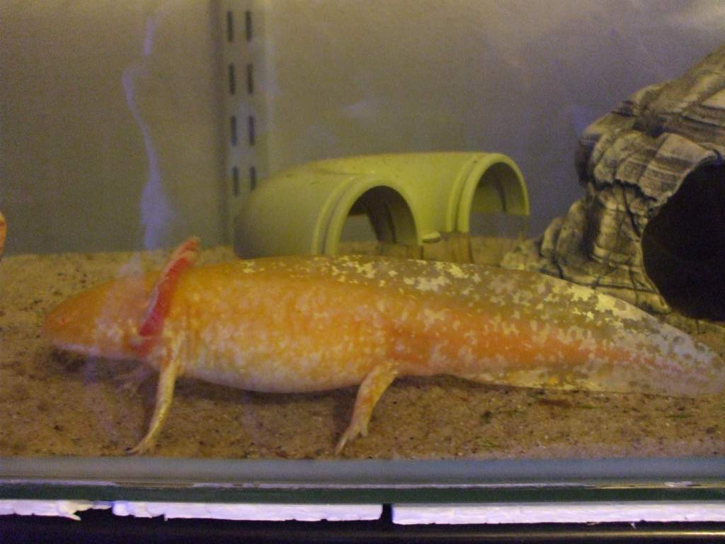 Djinn looking very sparkly.
16/06/11