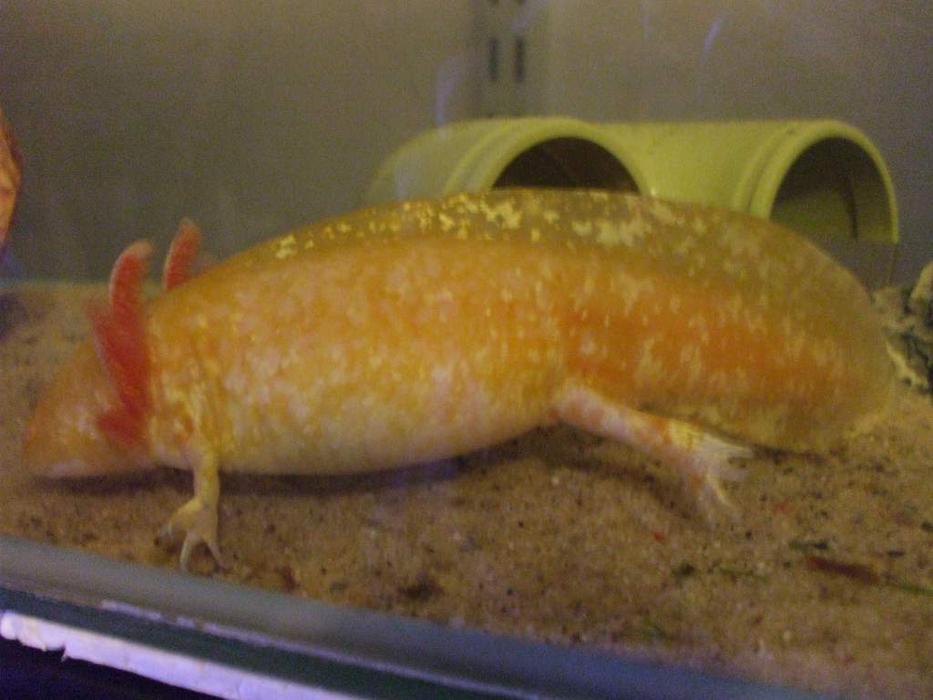 Djinn showing off her wonderfully shiny mottle pattern.
16/06/11