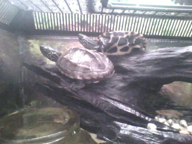 Dont know if these turtles are boys or girls ><