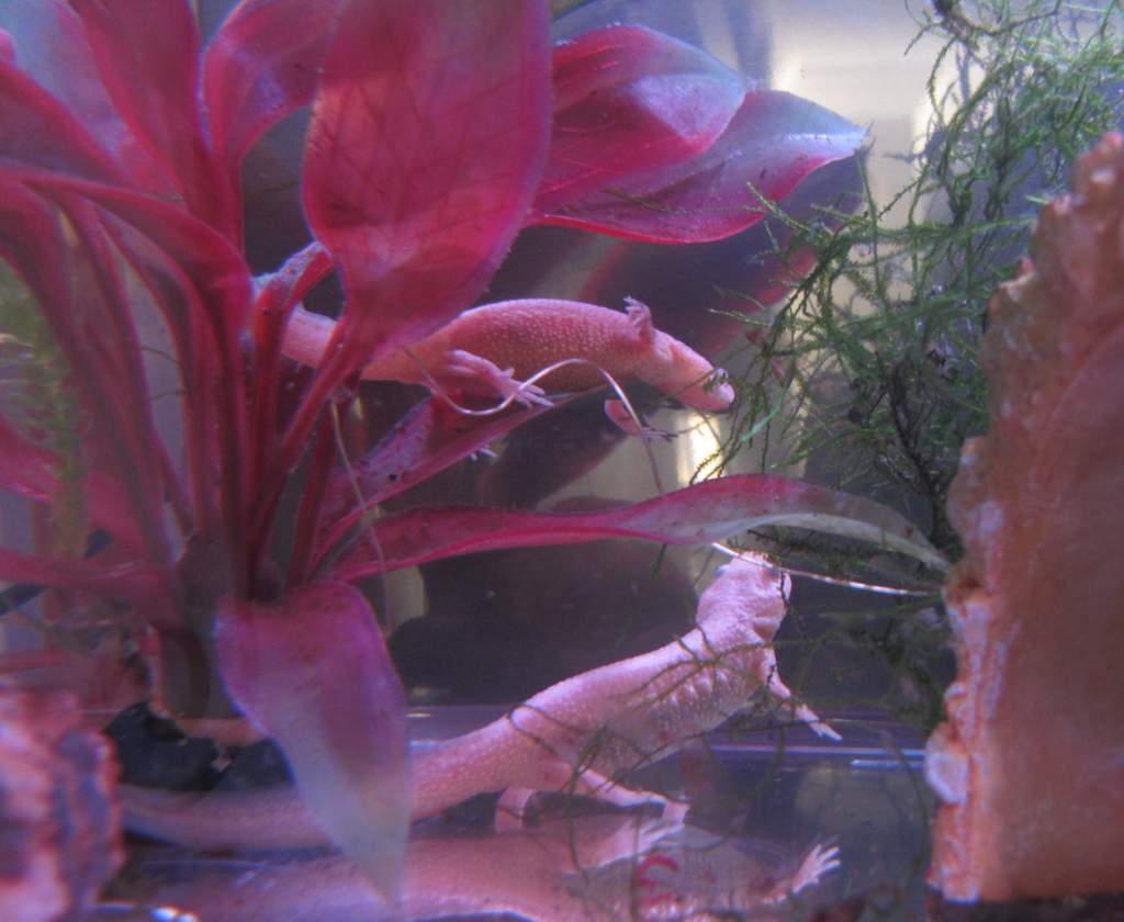 Doolittle (top) and Gussie