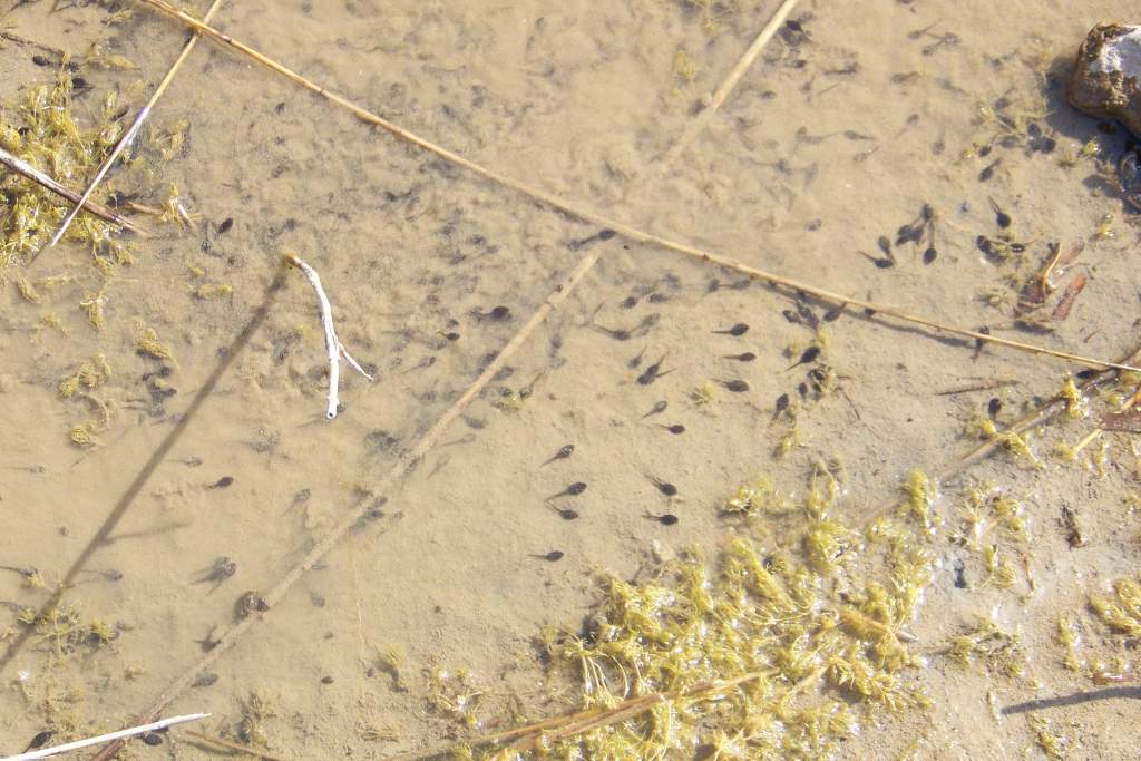 doomed tadpoles