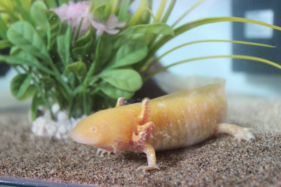 Draco