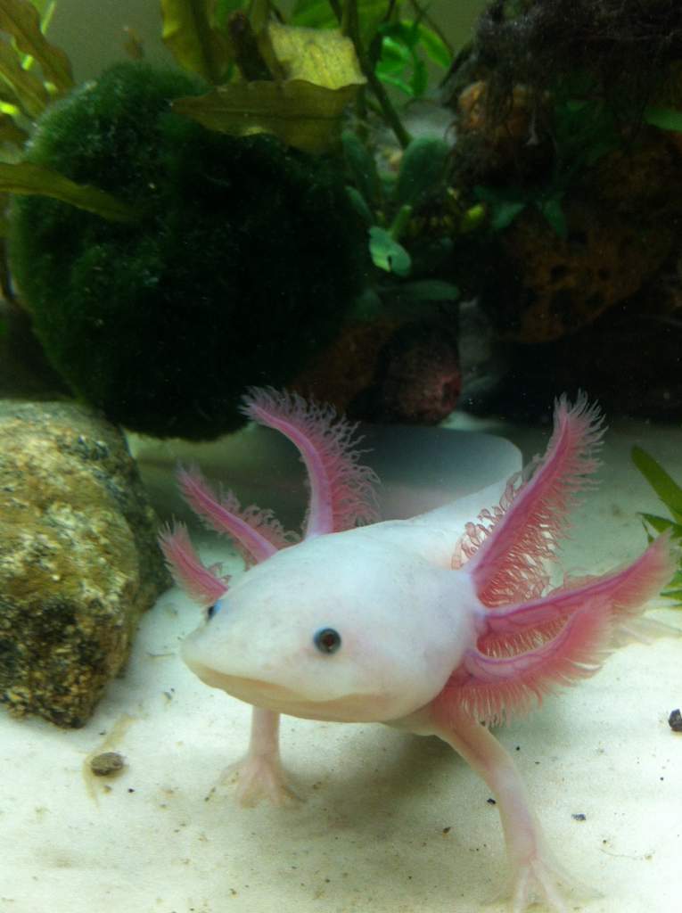 Dratini<3