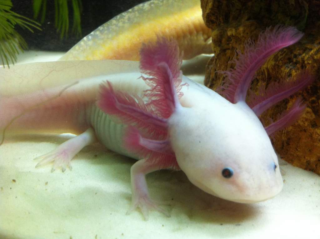 Dratini so pretty