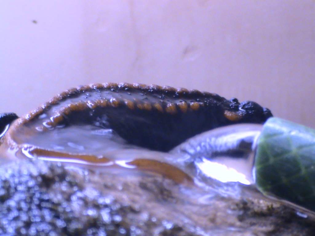 DSC00050