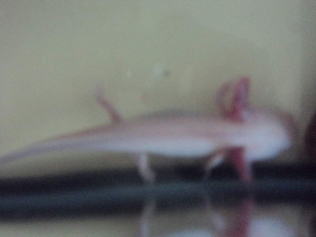 DSC00739