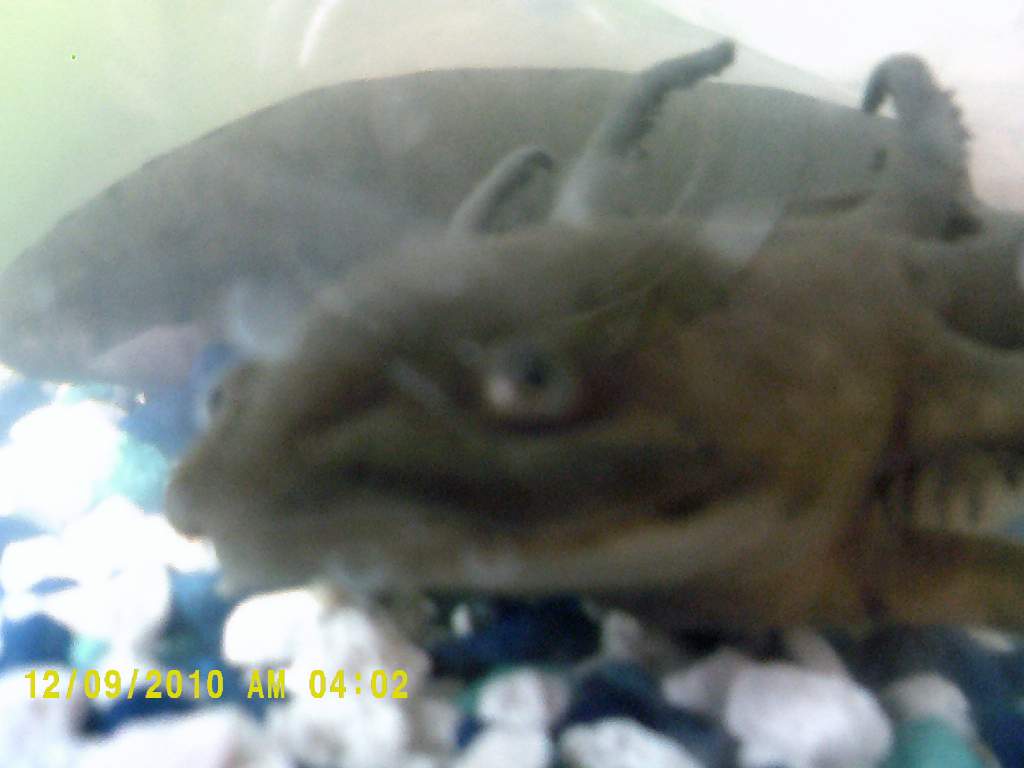 DSCF0027