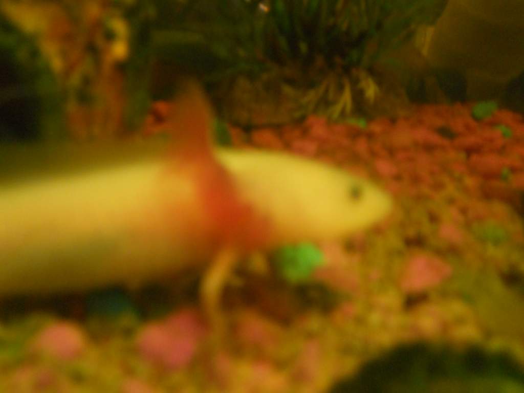 DSCN0808