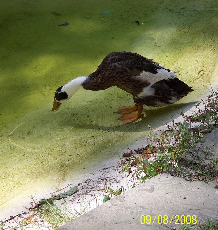 Duck1