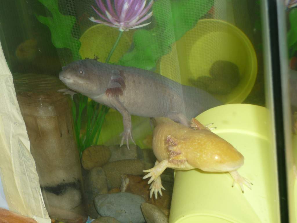 duckie and petrie