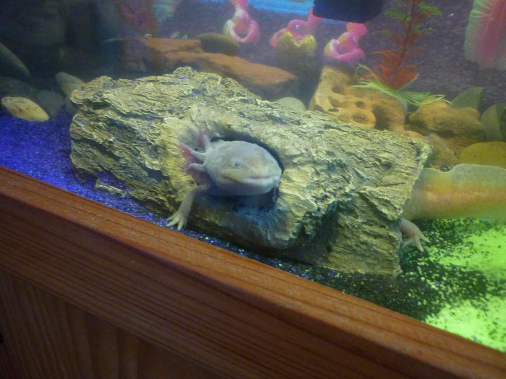 duckie
