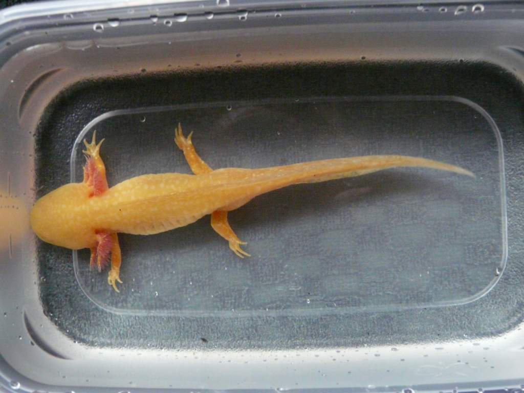 During the moving to a new tank process. So big!