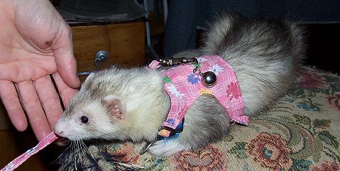 Dutzi in her matching harness jacket and lead.