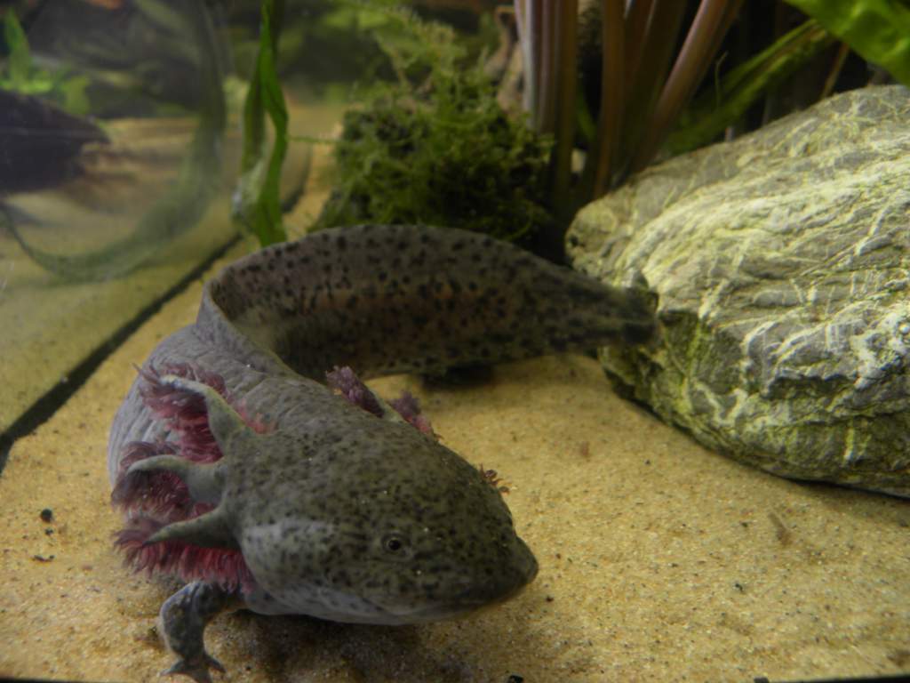 Dweeby posing