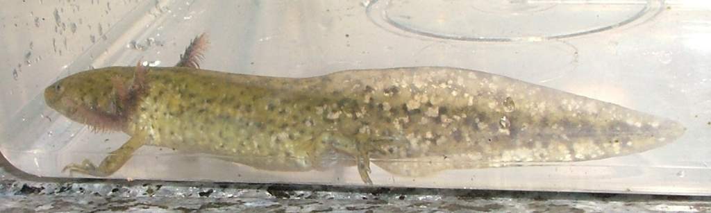 early morphing axolotl 1