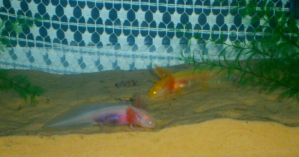 Earth worms, scrummy
