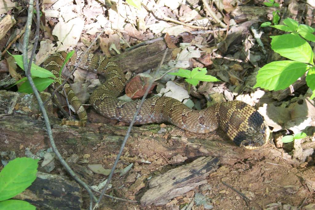 Eastern Hognose