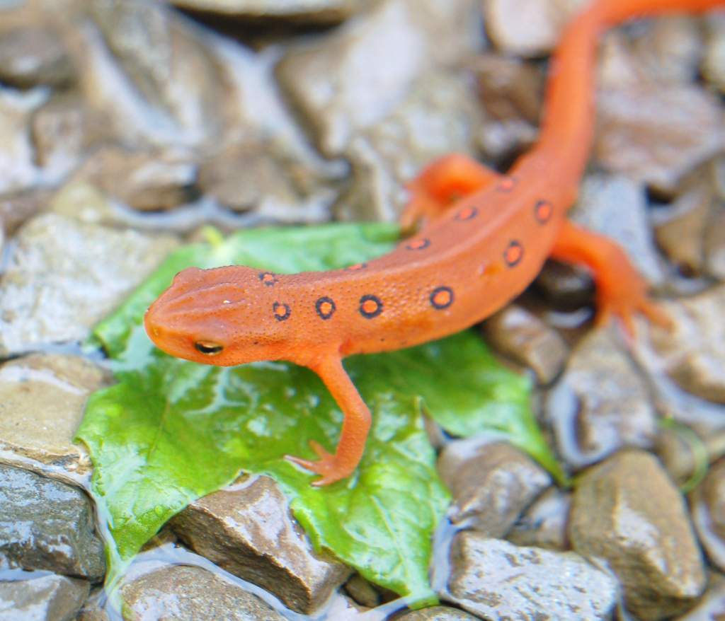 Eastern newt (eft)