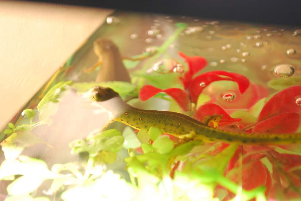 Eastern Newts kickin it!