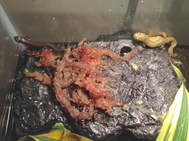 Eastern newts sent to me from 2 different suppliers--both supposedly adults