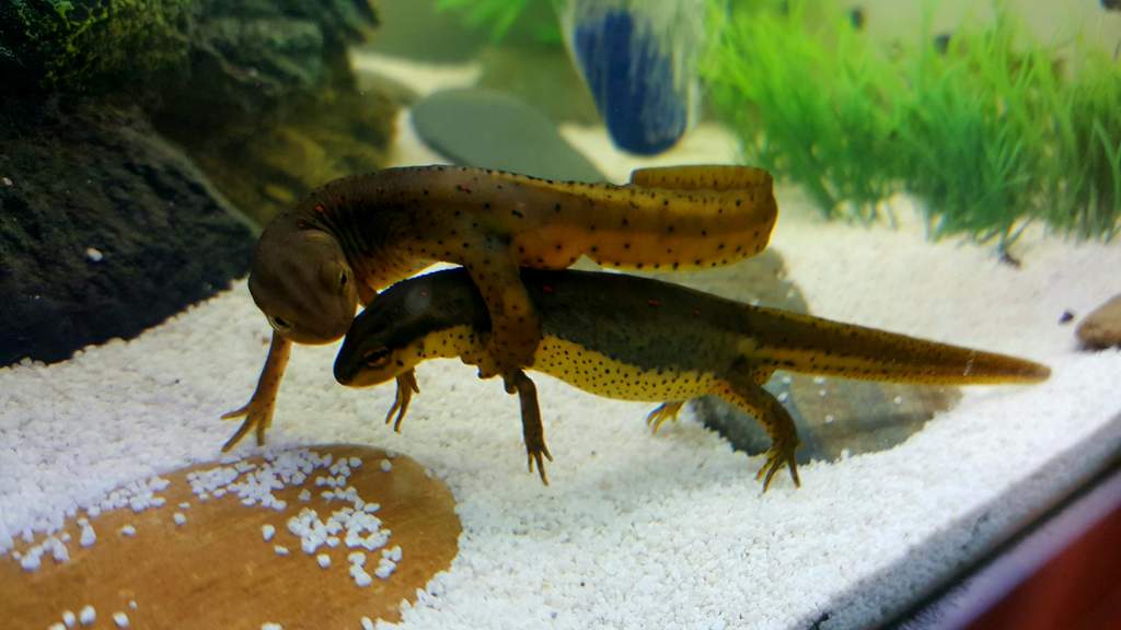 Eastern Red Spotted Newt (Notophthalmus viridescens) Locked and Mating! Should have more eggs soon!!!!!