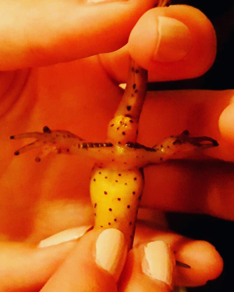Eastern Red Spotted Newt (Notophthalmus viridescens), Male, Swollen Cloaca, Nuptial Pads. One of my best males. He is the chief of this village! LOL. 