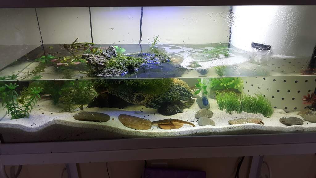 Eastern Red Spotted Newt Setup (Notophthalmus viridescens)