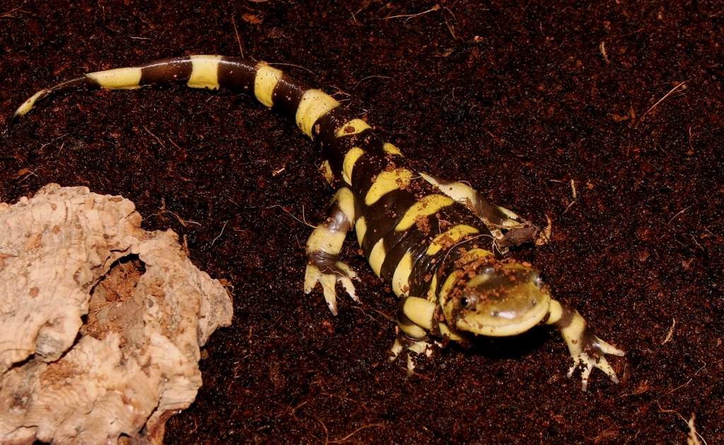 Eastern Tiger Salamander Male
Nomenclature: Ambystoma tigrinum.

© 2013 (These are my own photographs, please ask permission before using)