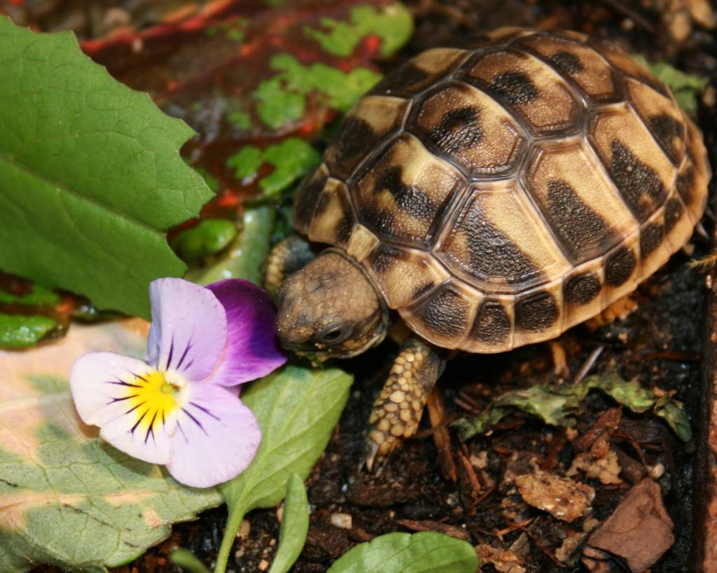 Eat... Pretty... Flower...