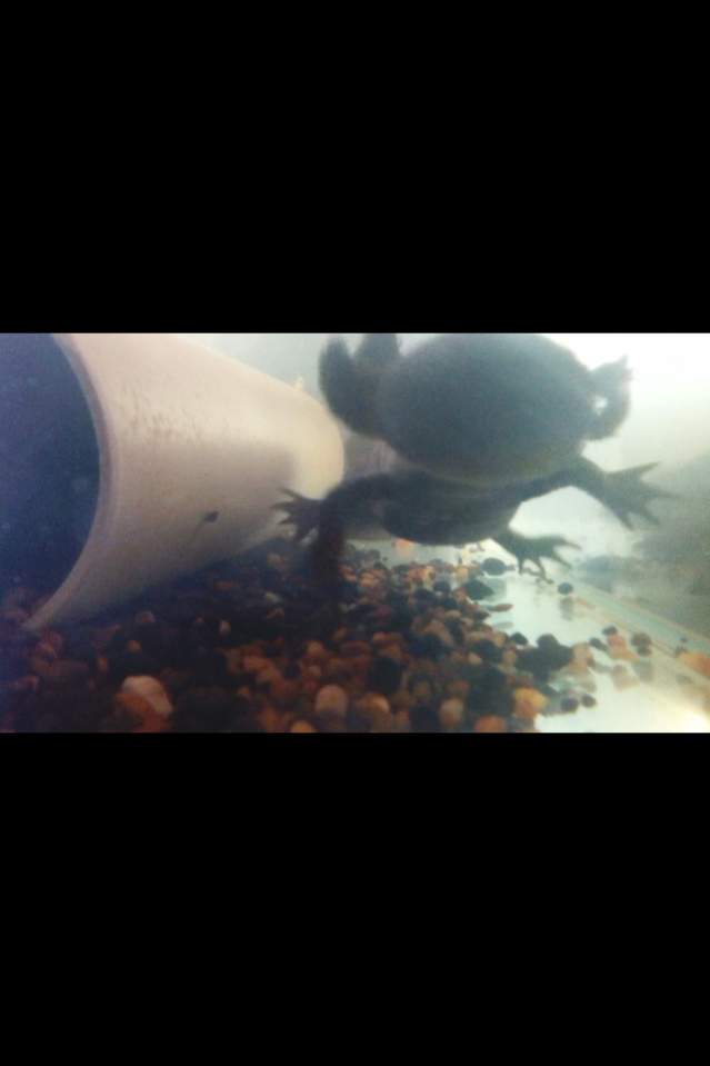 Eat the food