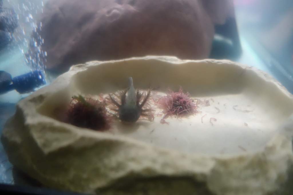 Eating bloodworms