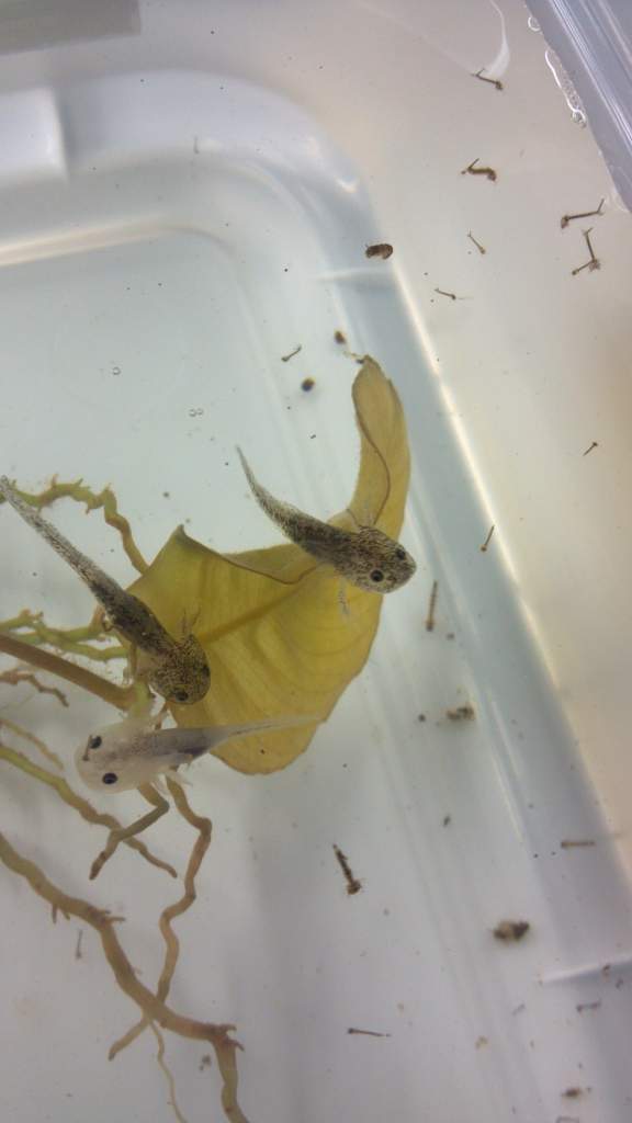 eating mosquito larvae