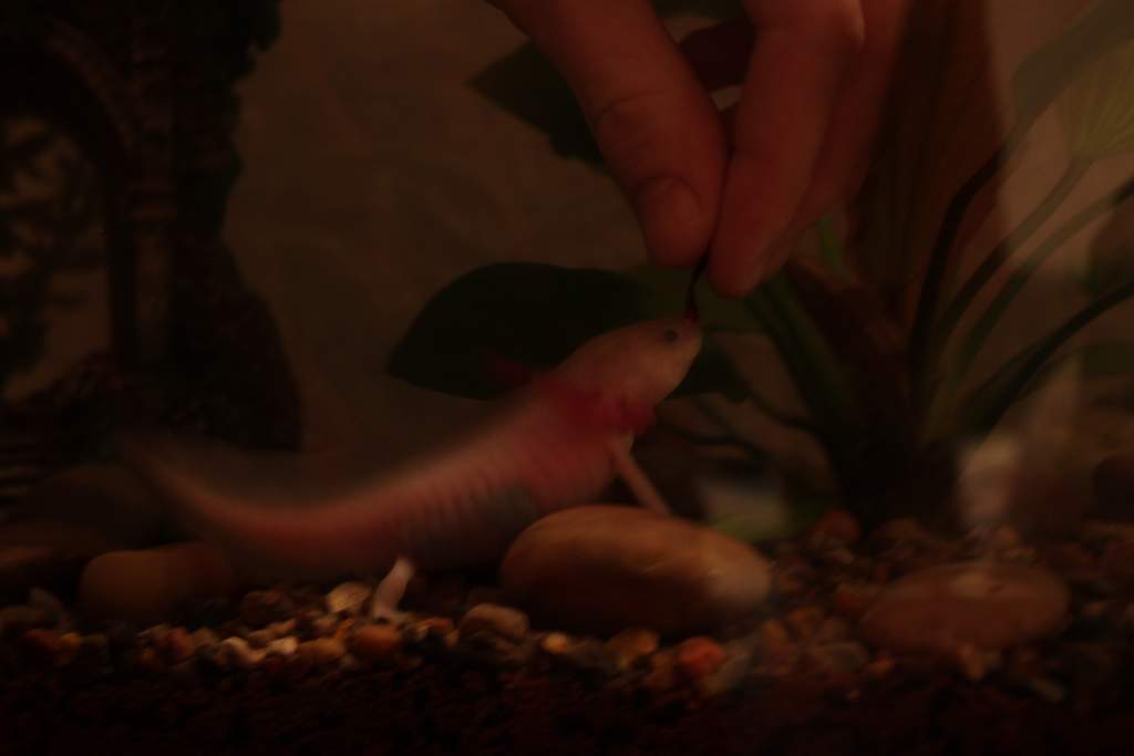 Eating time