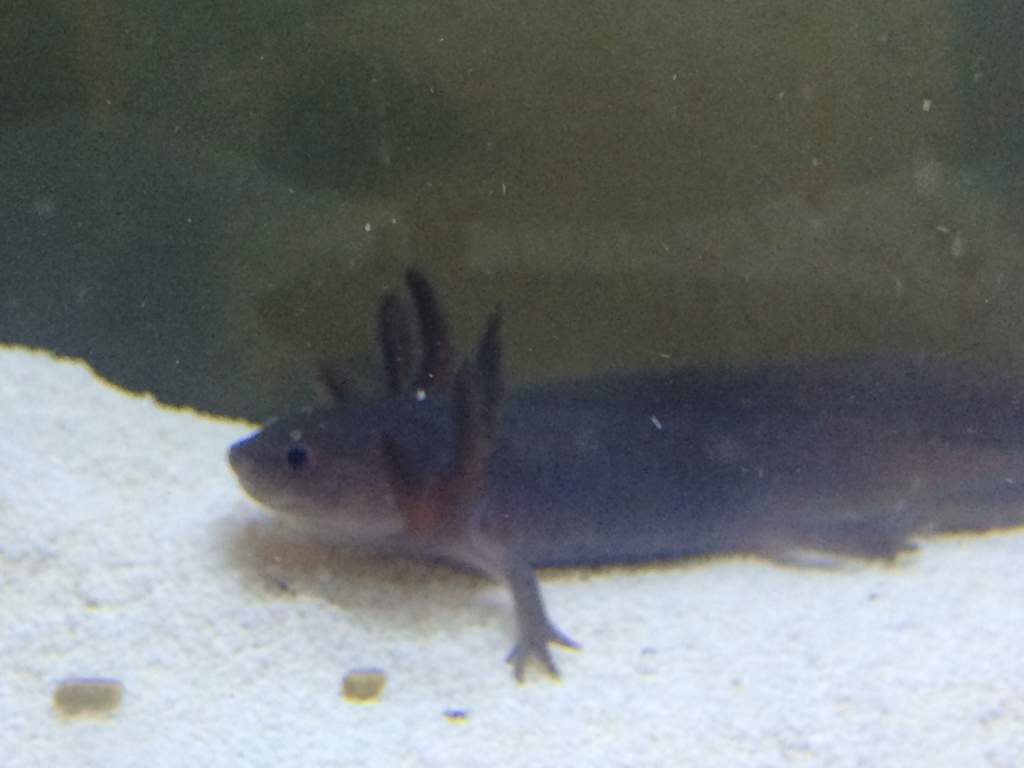 Ebony