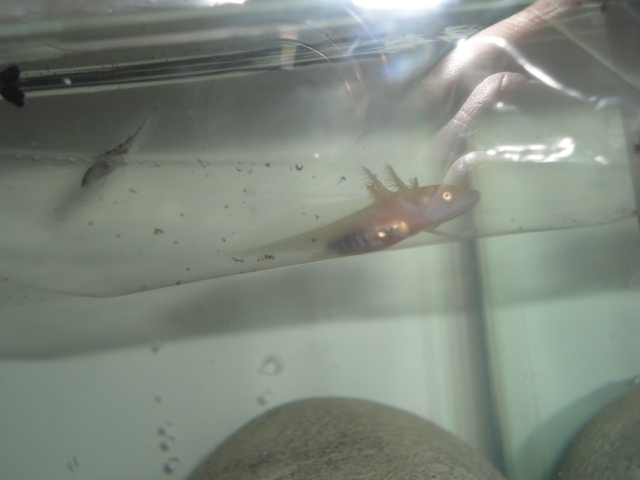 Ed, Albino axolotl at about 3 weeks old