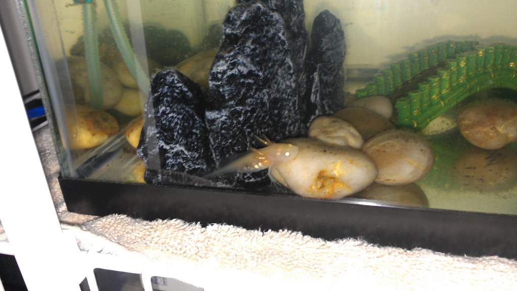 Ed on his half of the tank!